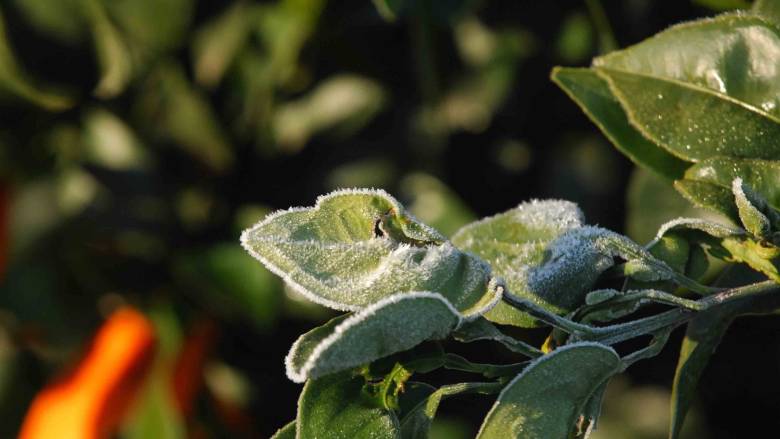 Το κύμα ψύχους απειλεί καλλιέργειες σε Ανατολική Ευρώπη και Βαλκάνια