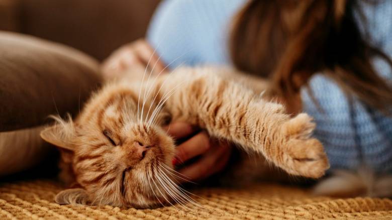 Νέοι αυστηροί κανόνες στην Ευρώπη για τα ζώα συντροφιάς - Υποχρεωτικό το μικροτσίπ