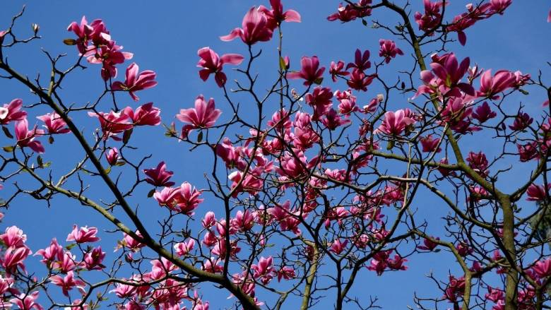 72η Ανθοκομική Έκθεση Κηφισιάς: Εκεί όπου η βοτανική τέχνη συναντά την ίδια τη ζωή