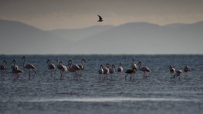 «Πράσινο φως» στην Ειδική Περιβαλλοντική Μελέτη για περιοχές Natura 2000 - Καλύπτει 25 περιοχές