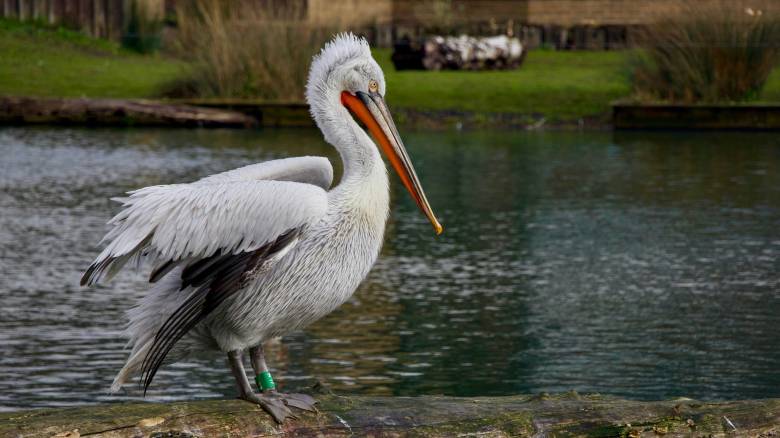 Follow the Pelican: Δείτε σε πραγματικό χρόνο τις μετακινήσεις των αργυροπελεκάνων