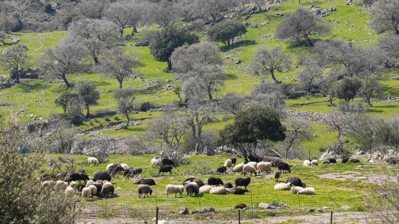 Κρούσμα ευλογιάς μετά από δύο μήνες στη Ροδόπη: Επανεκκινούν τα μέτρα - Οι επιπτώσεις στον Έβρο