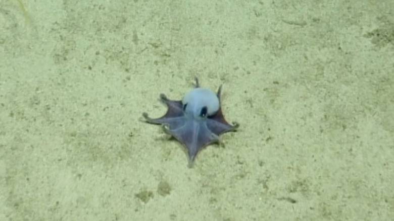 Μικροσκοπικό μπλε χταπόδι που δεν έχει ξαναδεί άνθρωπος ανακαλύφθηκε σε βάθος 1.800 μέτρων