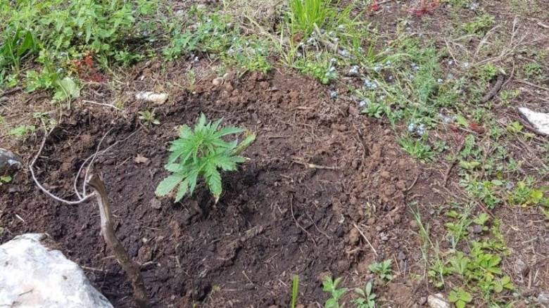 Φυτεία κάνναβης σε δασική έκταση τεσσάρων στρεμμάτων εντοπίστηκε στην Ευρυτανία