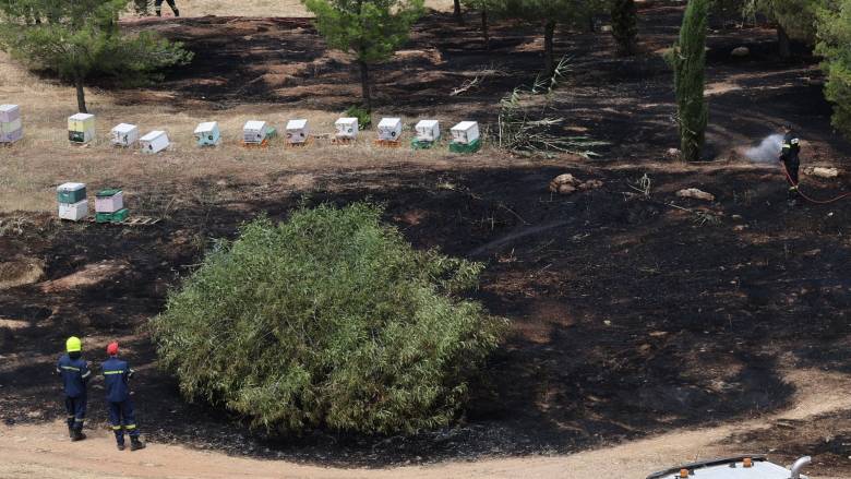 Φωτιά στο Άλσος Βεΐκου: Βίντεο κατέγραψε μελισσοκόμο στο σημείο - Ταυτοποιήθηκε και αναζητείται