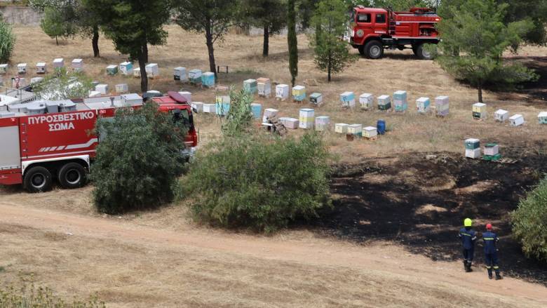 Από μελίσσια ξεκίνησε η φωτιά στο Άλσος Βεΐκου – Αναζητούνται οι μελισσοκόμοι