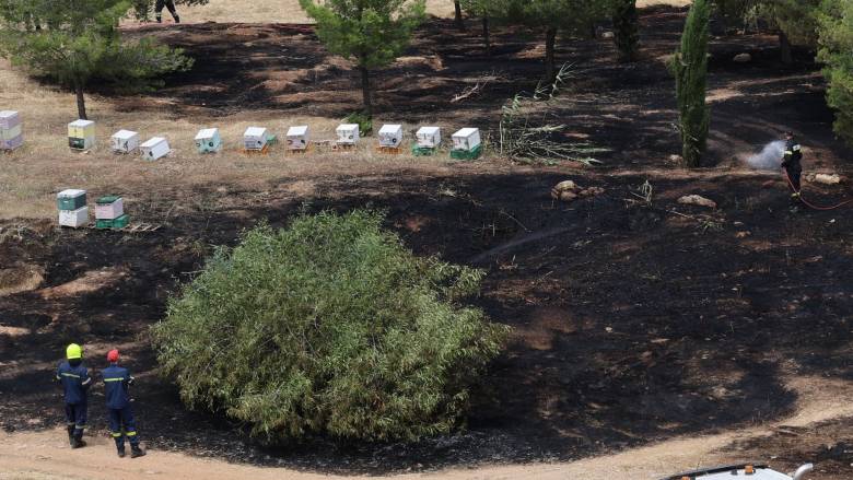 Αθώος ο μελισσοκόμος για την φωτιά στο Άλσος Βεΐκου - «Εφθασα όταν η φωτιά έκαιγε ήδη»