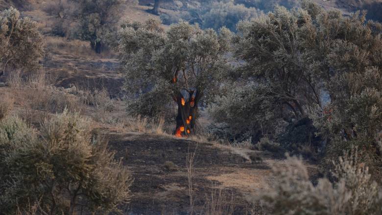 Νέα πυρκαγιά σε χαμηλή βλάστηση στον Αετό Καρύστου - Επιχείρηση της Πυροσβεστικής