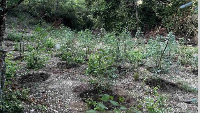 Φθιώτιδα: Εντοπίστηκε φυτεία με περισσότερα από 2.000 δενδρύλλια κάνναβης - Δύο συλλήψεις