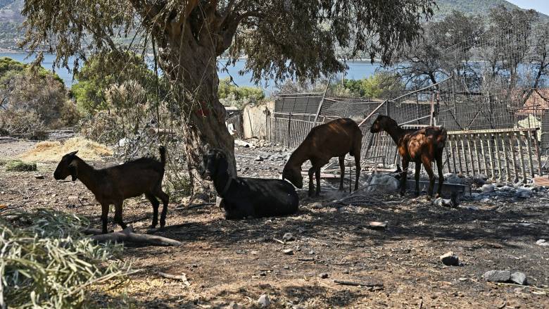 Φωτιά στην Αττικοβοιωτία: Διασώθηκαν 282 ζώα από την πύρινη λαίλαπα