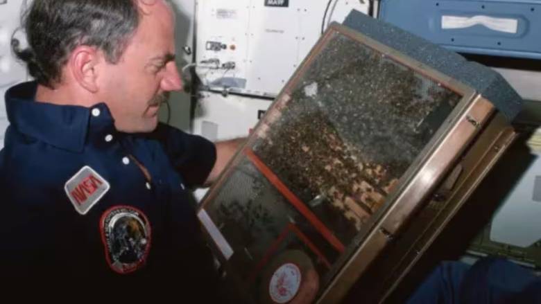 Όταν η NASA έστειλε 3.300 μέλισσες στο διάστημα, εκείνες έφτιαξαν κηρήθρα χωρίς βαρύτητα