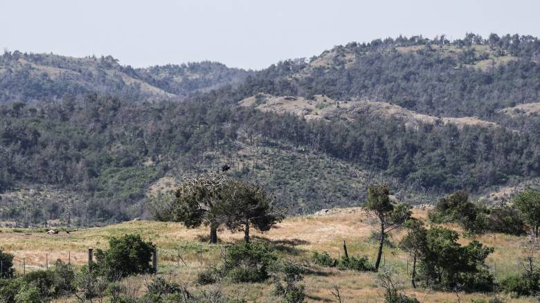 Τη διερεύνηση της μαζικής δηλητηρίασης άγριων ζώων στη Δαδιά ζητούν περιβαλλοντικές οργανώσεις