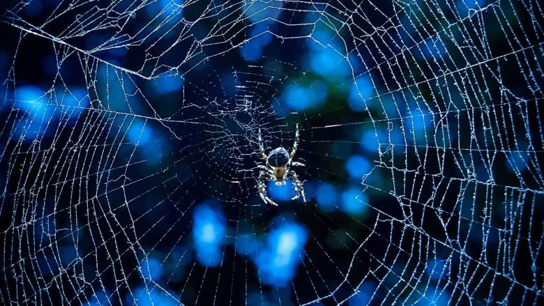 Ανακαλύφθηκαν δύο νέα είδη θαλάσσιων «αραχνών» στα νερά του Καναδά και των ΗΠΑ