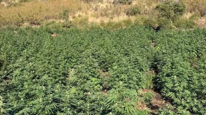 Φυτεία «μαμούθ» και 36,6 κιλά κάνναβης εντοπίστηκαν στη Λάρισα - Πάνω από 800.000 ευρώ το όφελος
