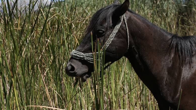 Κέρκυρα: Αίσιο τέλος στην επιχείρηση διάσωσης αλόγου από πηγάδι 10 μέτρων
