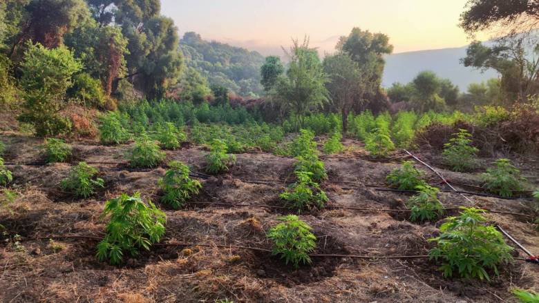 Χασισοφυτεία με πάνω από 500 δενδρύλλια εντοπίστηκε στη Μεσσηνία
