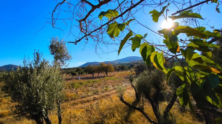 Θρίλερ στα Χανιά με ανθρώπινα οστά σε χωράφι - Δύο εξαφανίσεις γυναικών στο μικροσκόπιο