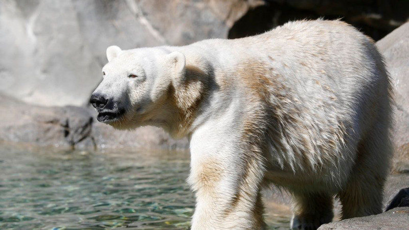 Αλλάζει το DNA των πολικών αρκούδων
