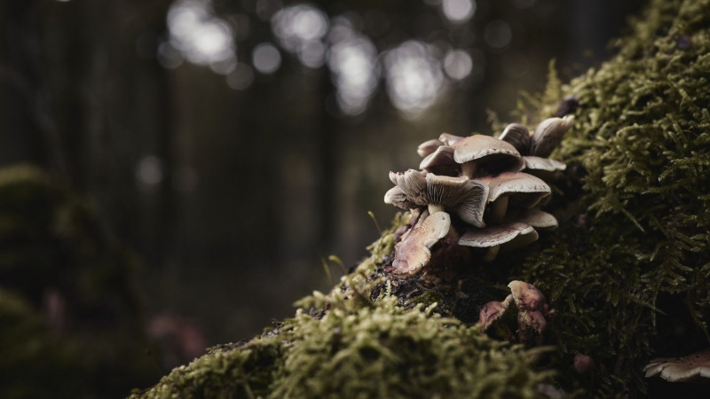 Oι «υπερδυνάμεις» των μανιταριών