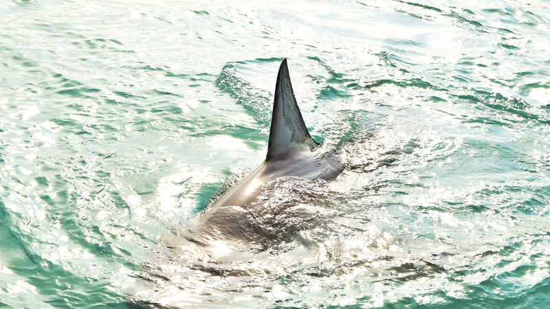 Πόσο φυσιολογική είναι η παρουσία καρχαρία στο Λουτράκι