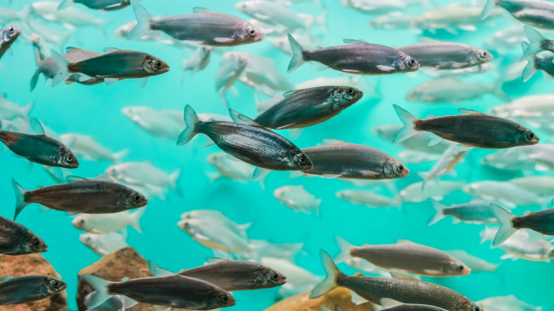 Μικροπλαστικά εντοπίστηκαν στο ένα τρίτο των ψαριών του Ειρηνικού ωκεανού