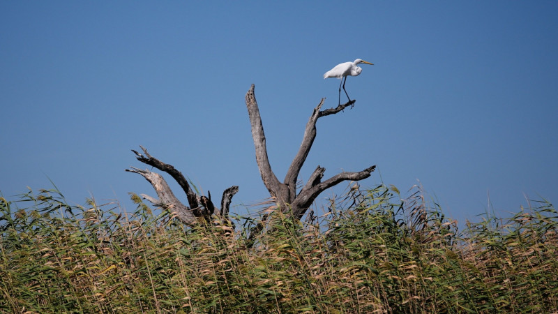 Τα δάση «φαντάσματα» της Αμερικής εξαπλώνονται