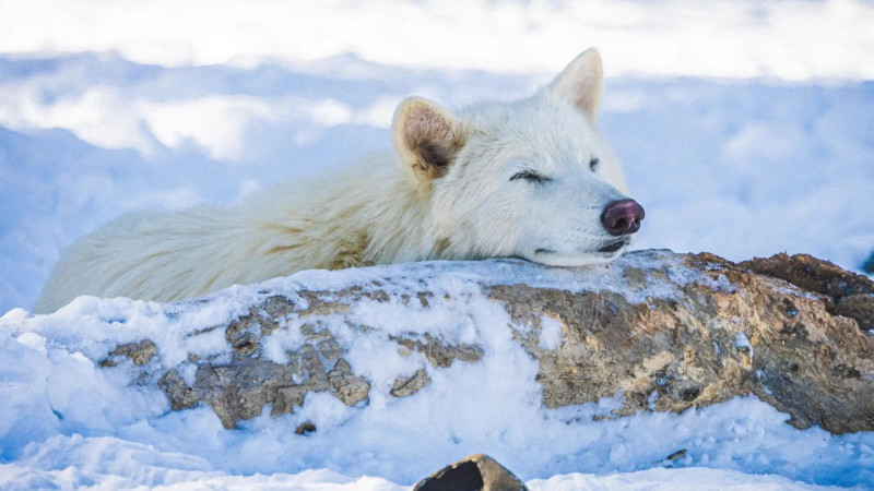 Οι «αναστημένοι» ανταρόλυκοι μεγάλωσαν
