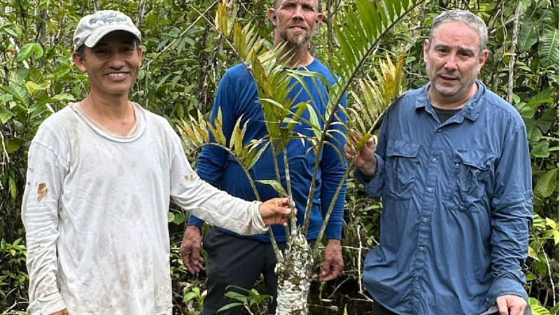 Φυτό επιβιώνει από την εποχή των δεινοσαύρων