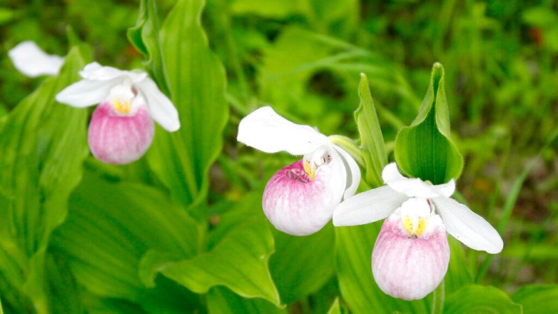 Το βορειότερο σημείο εμφάνισης ορχιδέας στην Ελλάδα