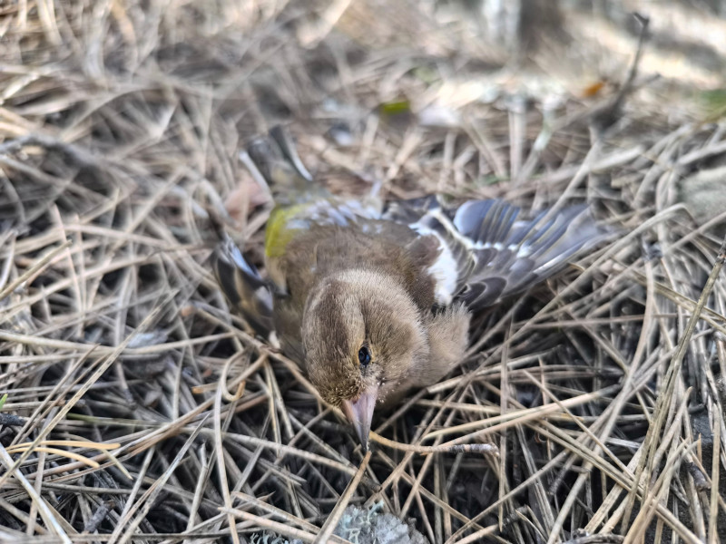 Περιβαλλοντικό έγκλημα στις πλαγιές του Γράμμου - Εντοπίστηκαν νεκρά ζώα και 157 φόλες