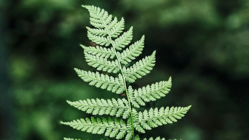 Πώς μεταμορφώνουν τη βιολογία των φυτών τα μοντέλα ΑΙ που έχουν εκπαιδευτεί στο DNA