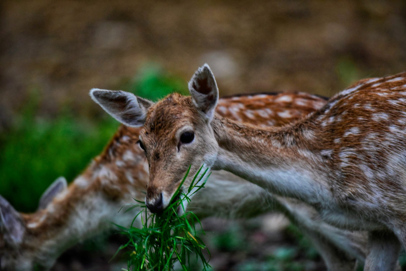 Διάσωση τυφλής ελαφίνας σε παγωμένο ποτάμι στη Ρόδο - Συγκινητική προσπάθεια απεγκλωβισμού