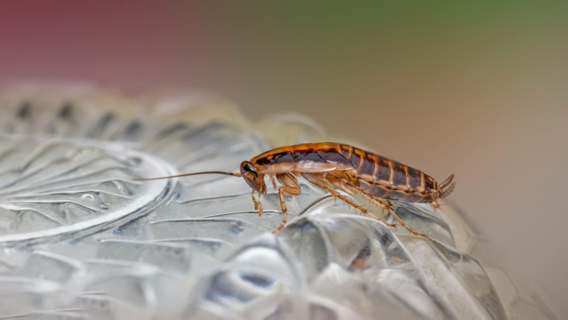 Οι κατσαρίδες μπορεί να κρατούν το κλειδί για τη μετατροπή του πλαστικού σε καύσιμο