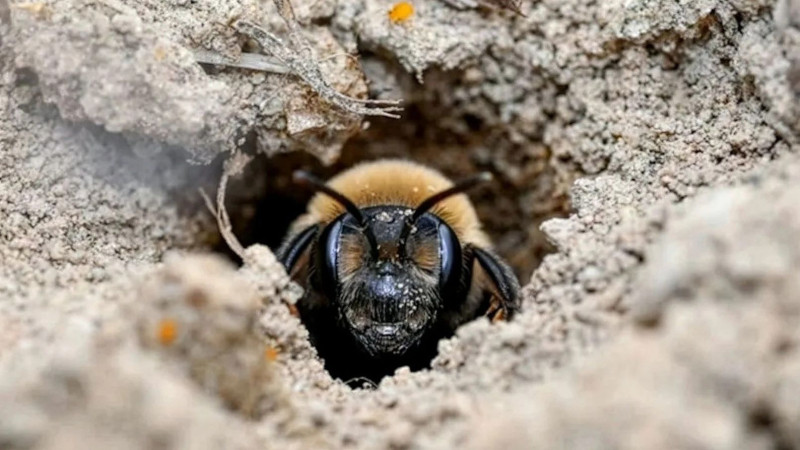 Επιστήμονες ανακάλυψαν 5,5 εκατ. μέλισσες να ζουν κάτω από νεκροταφείο στη Νέα Υόρκη