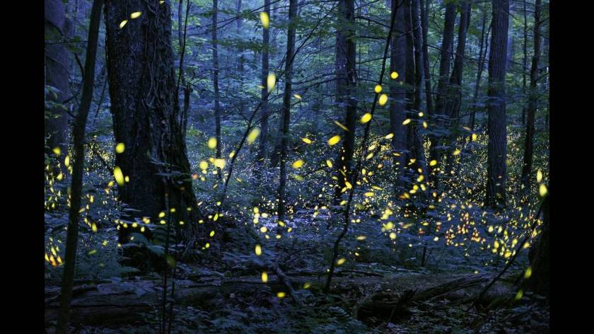 Κατηγορία Altered Images: Synchronous Fireflies του Radim Schreiber από τις ΗΠΑ