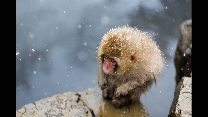 Κατηγορία Natural World: A Little Monkey on a Cliff του Hidetoshi Ogata από την Ιαπωνία