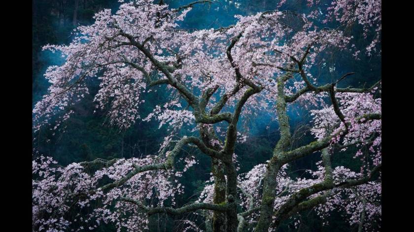 Minobu, Yamanashi, Ιαπωνία.
Katsuyoshi Nakahara