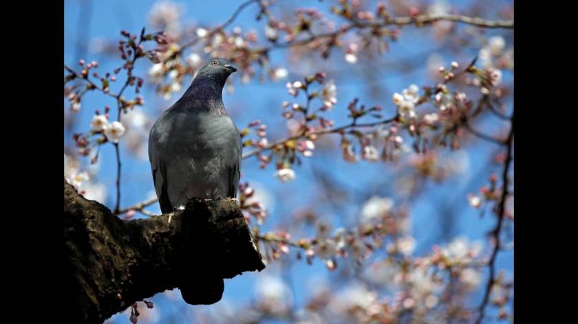 Ιαπωνία: Χιλιάδες τουρίστες θαυμάζουν τις ανθισμένες κερασιές