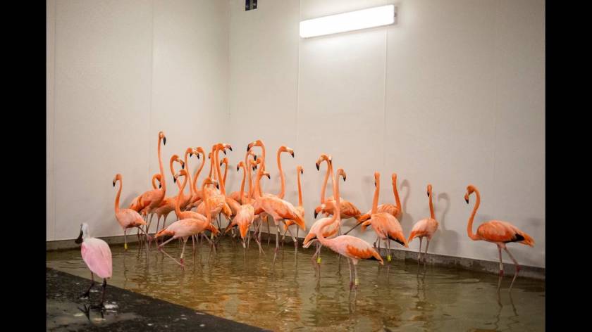 Μαϊάμι: Σε καταφύγια οδηγούνται άγρια ζώα λόγω του τυφώνα Ίρμα