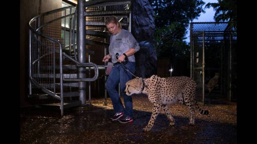 Μαϊάμι: Σε καταφύγια οδηγούνται άγρια ζώα λόγω του τυφώνα Ίρμα