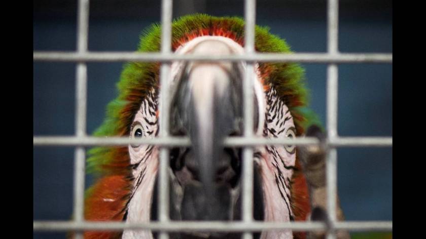 Μαϊάμι: Σε καταφύγια οδηγούνται άγρια ζώα λόγω του τυφώνα Ίρμα