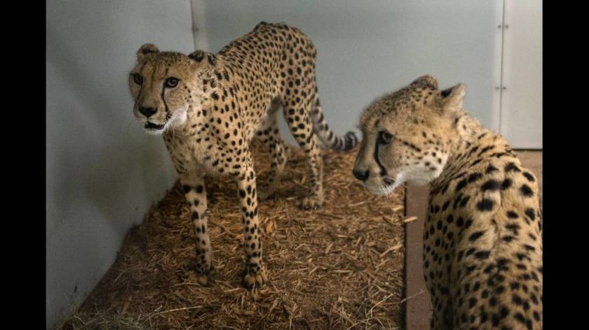 Μαϊάμι: Σε καταφύγια οδηγούνται άγρια ζώα λόγω του τυφώνα Ίρμα