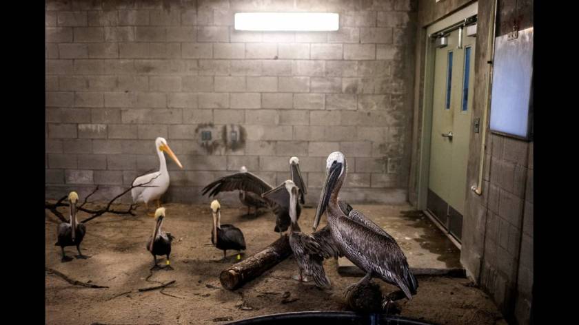 Μαϊάμι: Σε καταφύγια οδηγούνται άγρια ζώα λόγω του τυφώνα Ίρμα