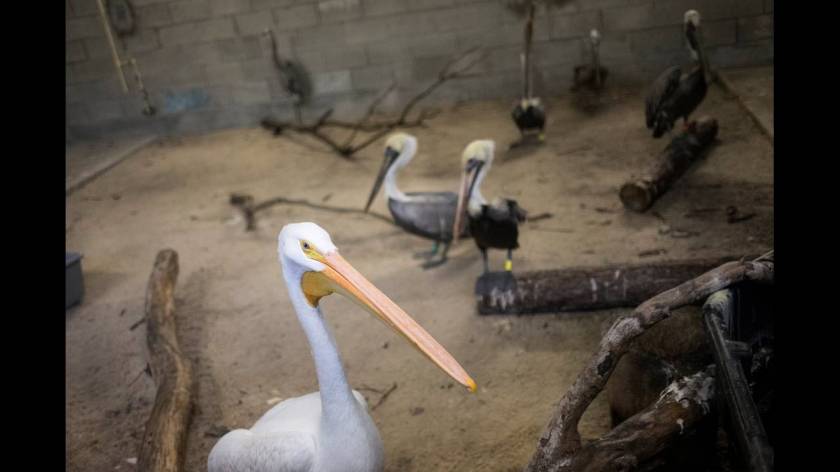 Μαϊάμι: Σε καταφύγια οδηγούνται άγρια ζώα λόγω του τυφώνα Ίρμα