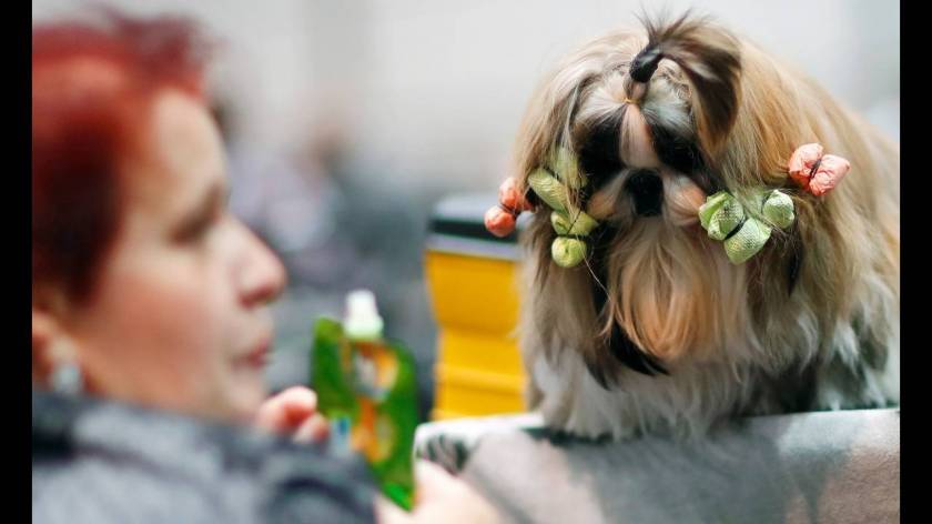 Πάνω από 31.000 διαγωνιζόμενοι στο World Dog Show στη Γερμανία