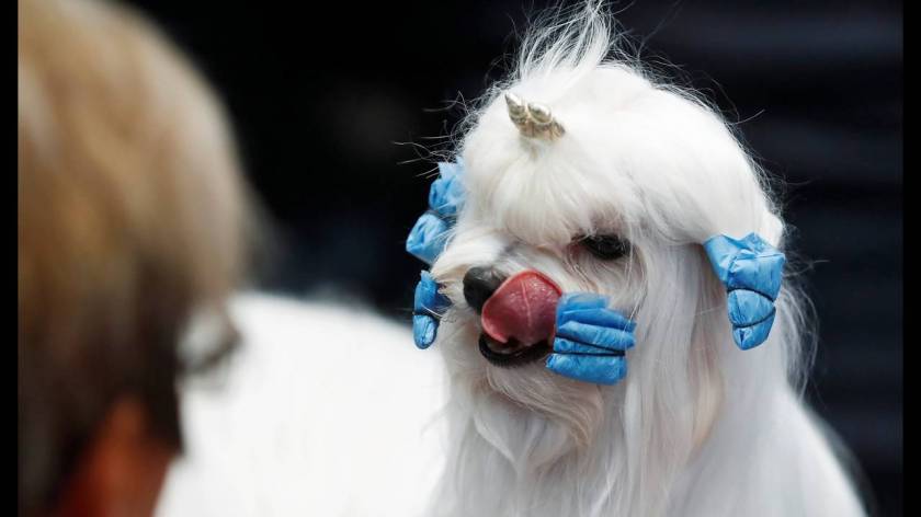 Πάνω από 31.000 διαγωνιζόμενοι στο World Dog Show στη Γερμανία