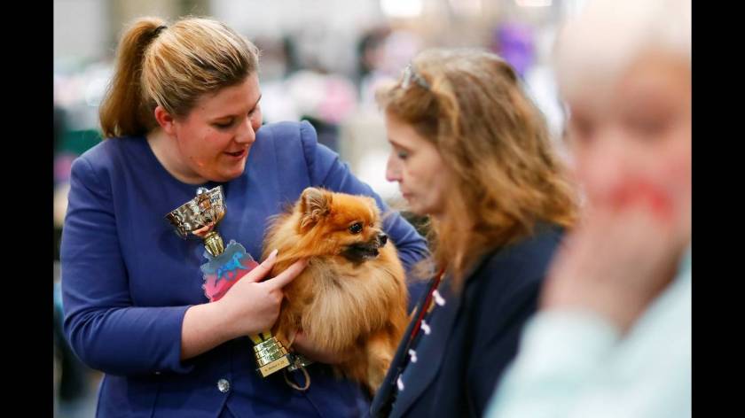 Πάνω από 31.000 διαγωνιζόμενοι στο World Dog Show στη Γερμανία