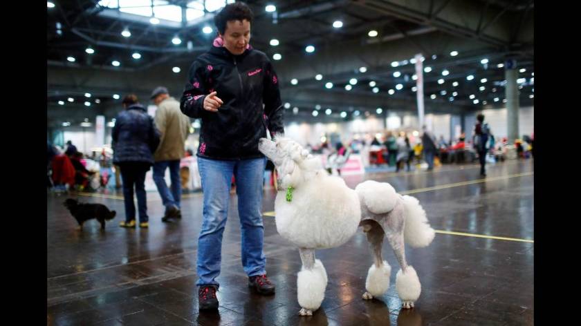 Πάνω από 31.000 διαγωνιζόμενοι στο World Dog Show στη Γερμανία