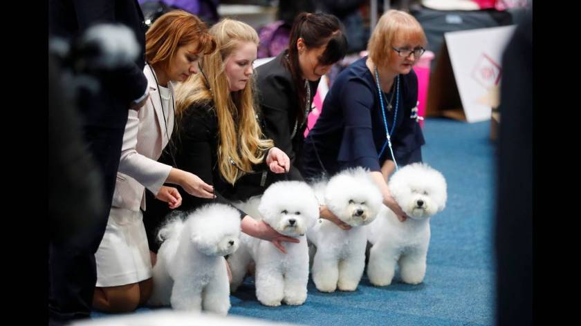 Πάνω από 31.000 διαγωνιζόμενοι στο World Dog Show στη Γερμανία