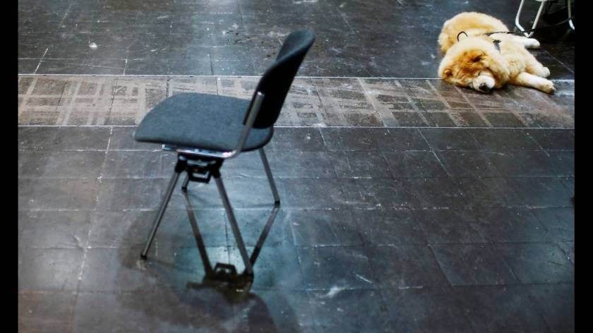 Πάνω από 31.000 διαγωνιζόμενοι στο World Dog Show στη Γερμανία